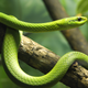 A bright green snake slithering over a branch in a jungle.